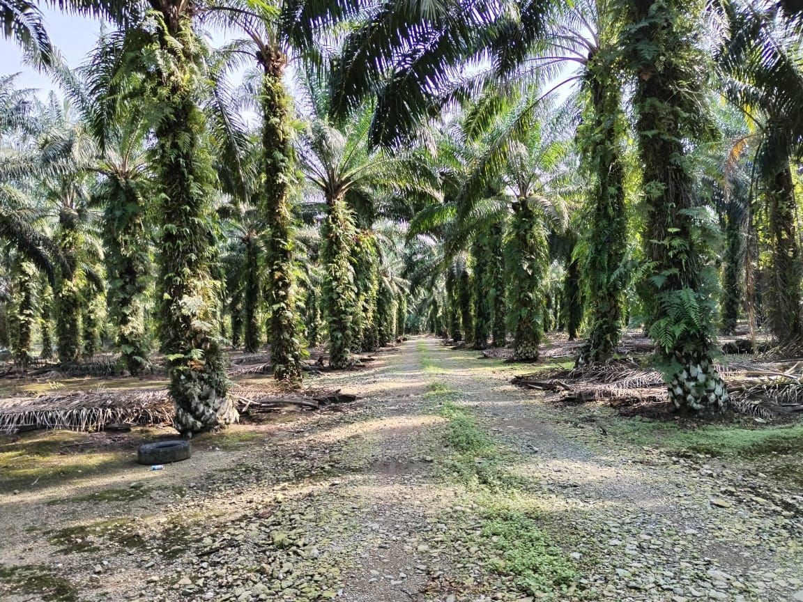 Pekan Nenas 10 acres Residential land for Sale