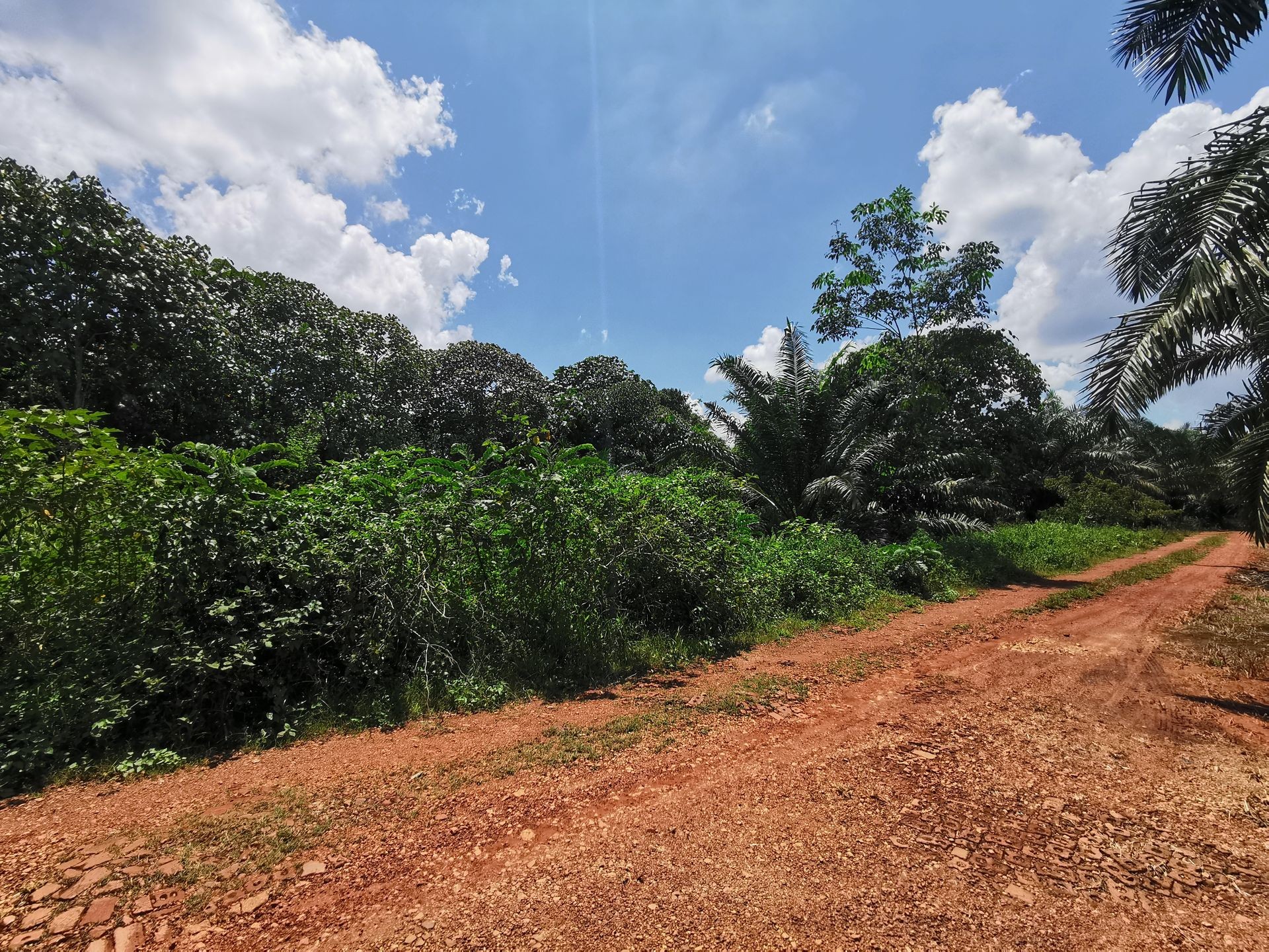 Pekan Nenas / Jeram Batu 11 Acres Agricultural Land For Sale