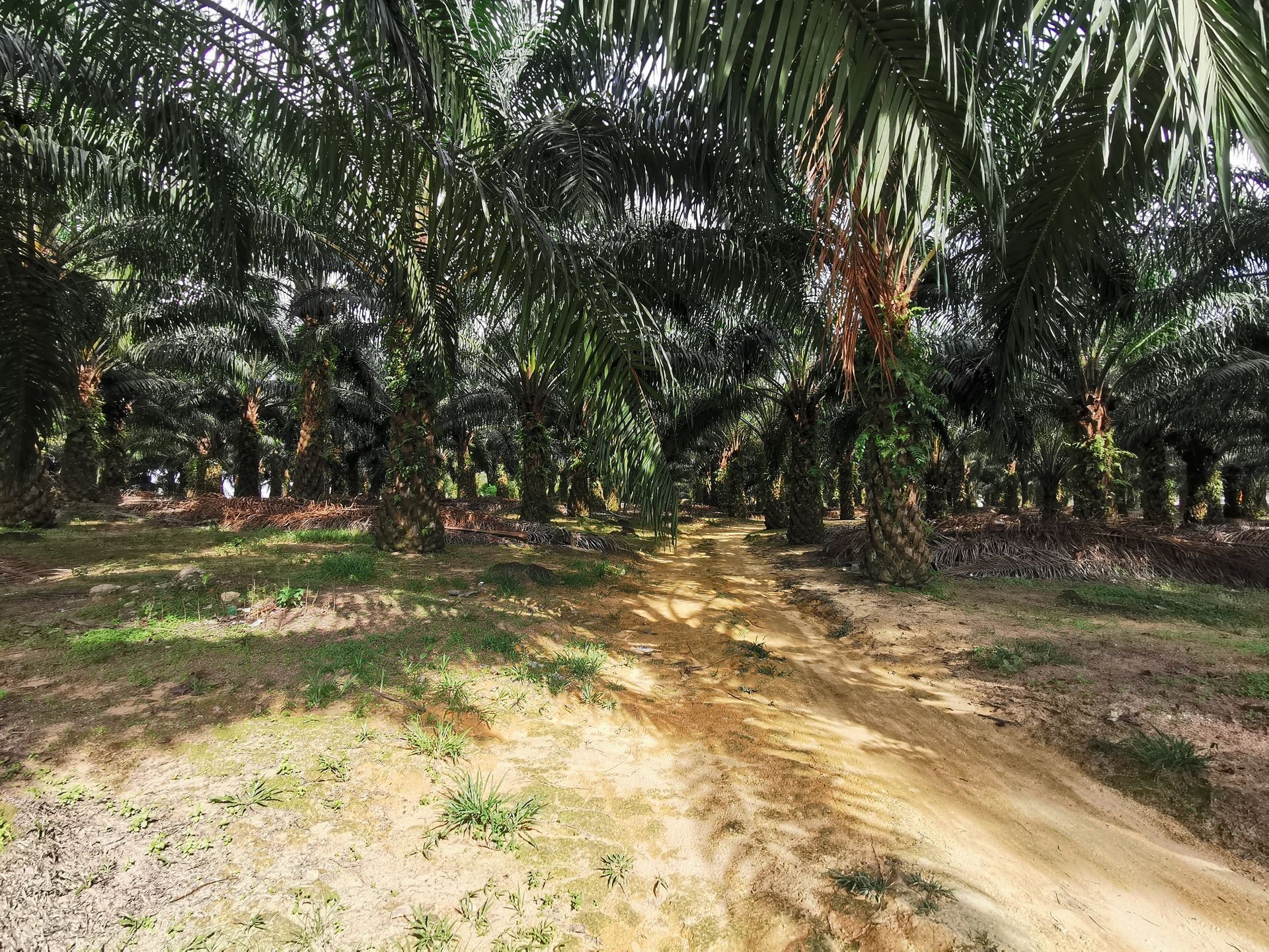 Gelang Patah@Jeram Batu Agricultural Land Zoning Industrial For Sale